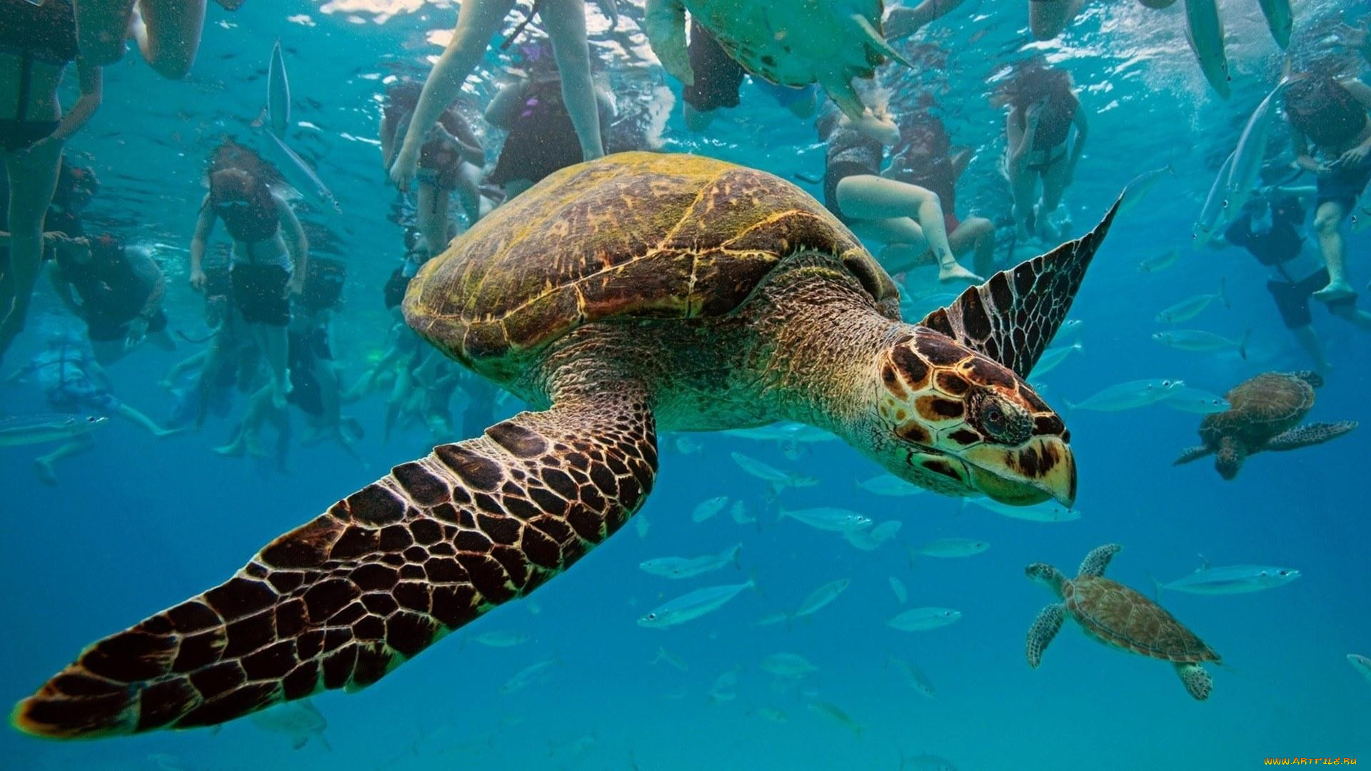 turtle, travelling, underwater, , , , , 
